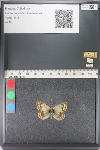 Media type: image;   Entomology 125342